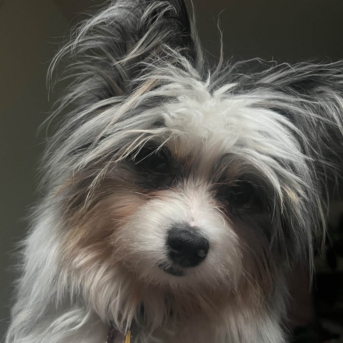 Willow