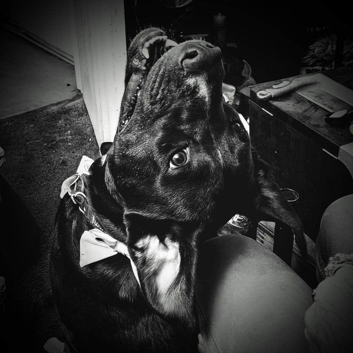 Lilly Monster
