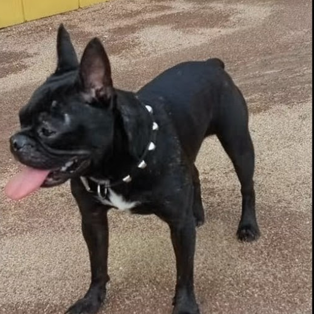 Maximus Cain