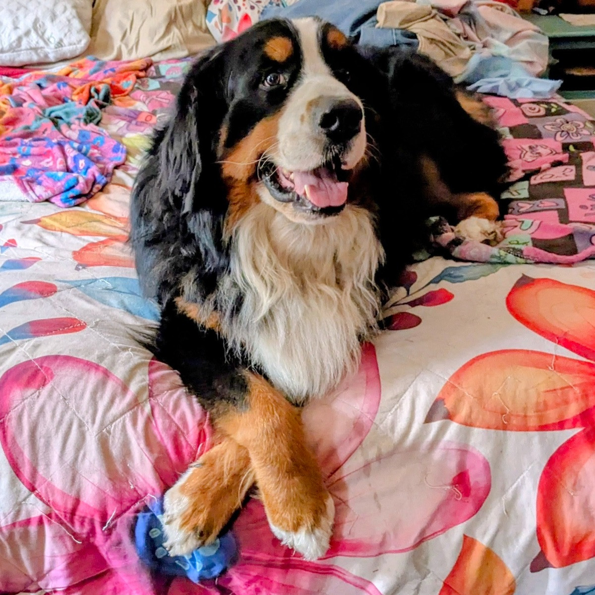 Zebby