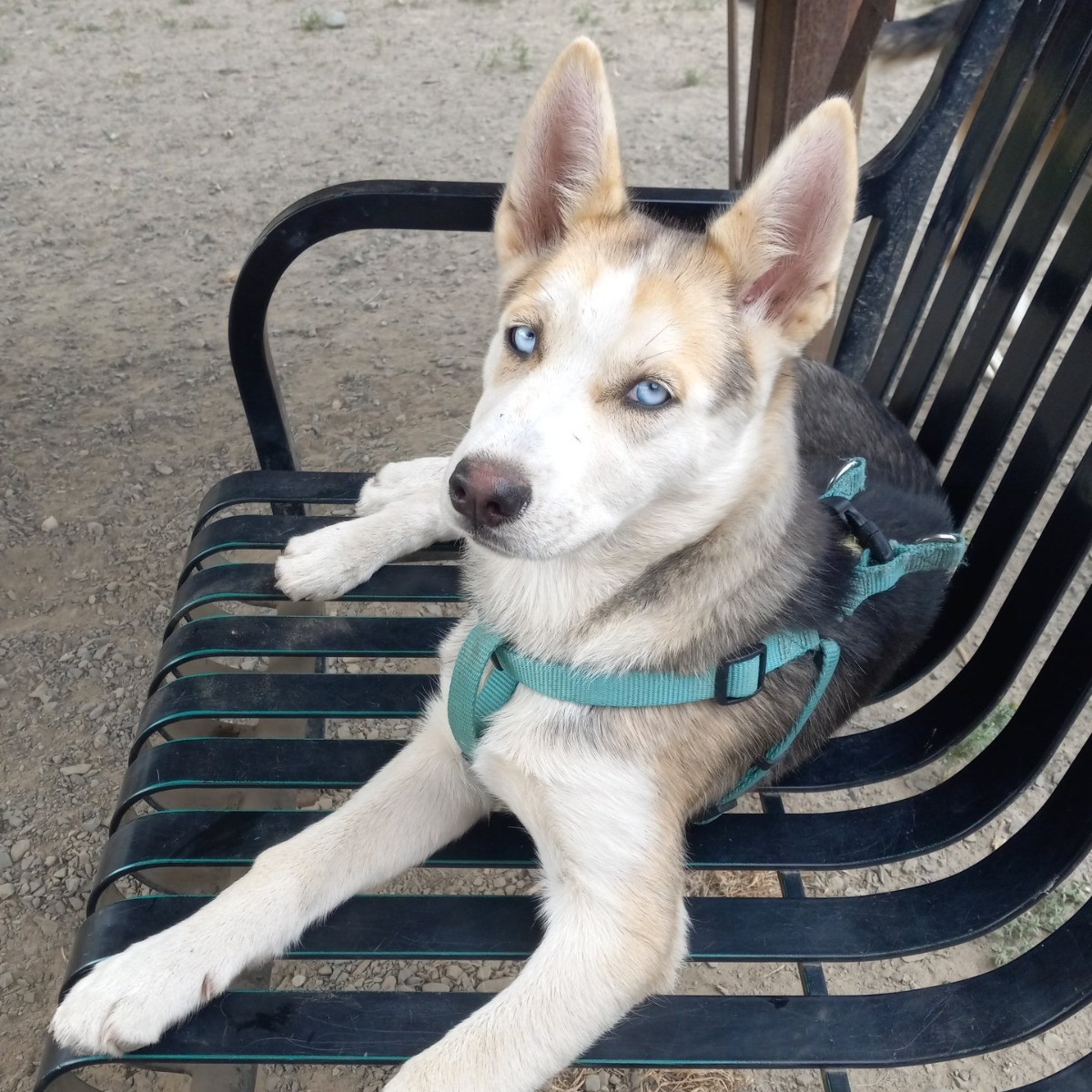 Shiloh