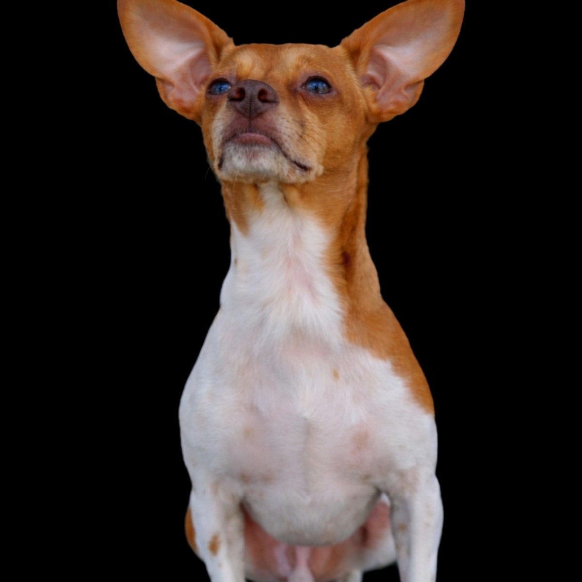 Chico