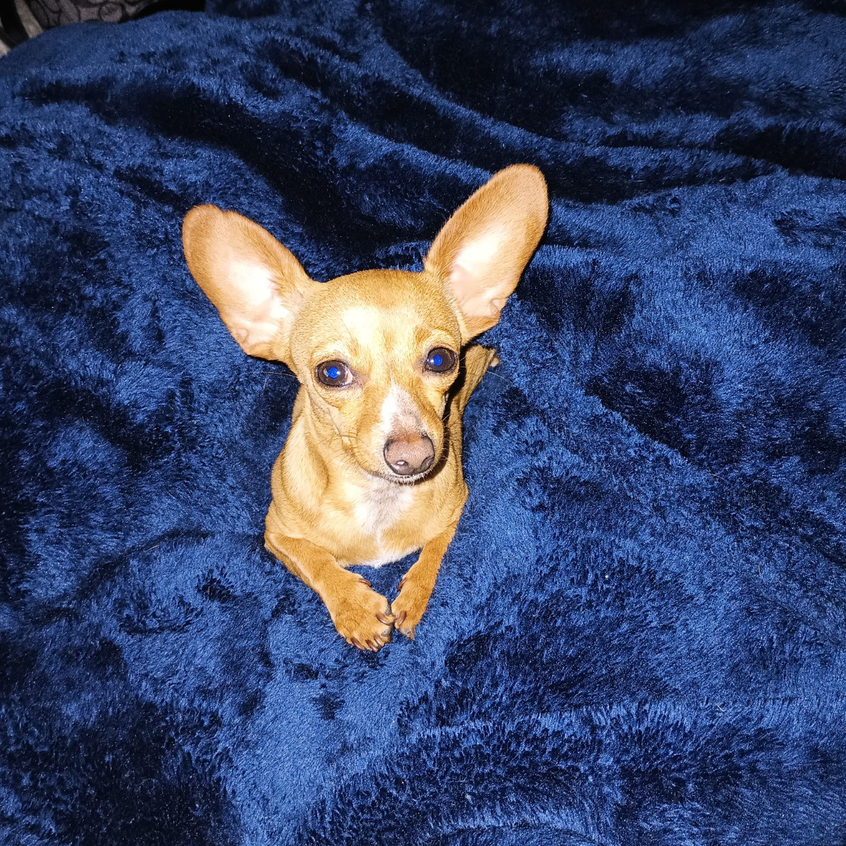Molly
