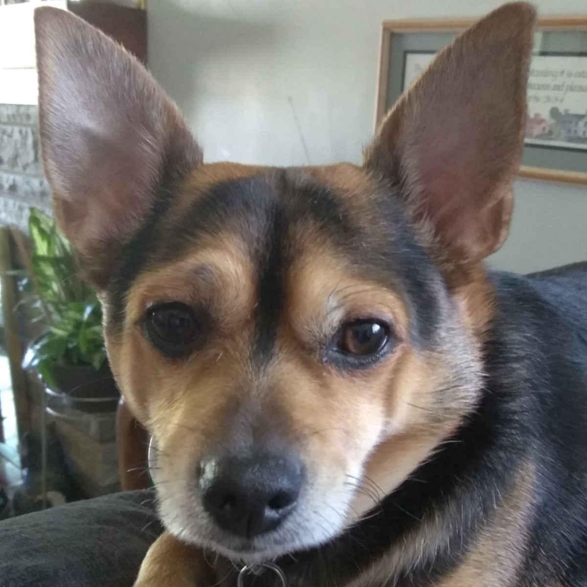 Buddy