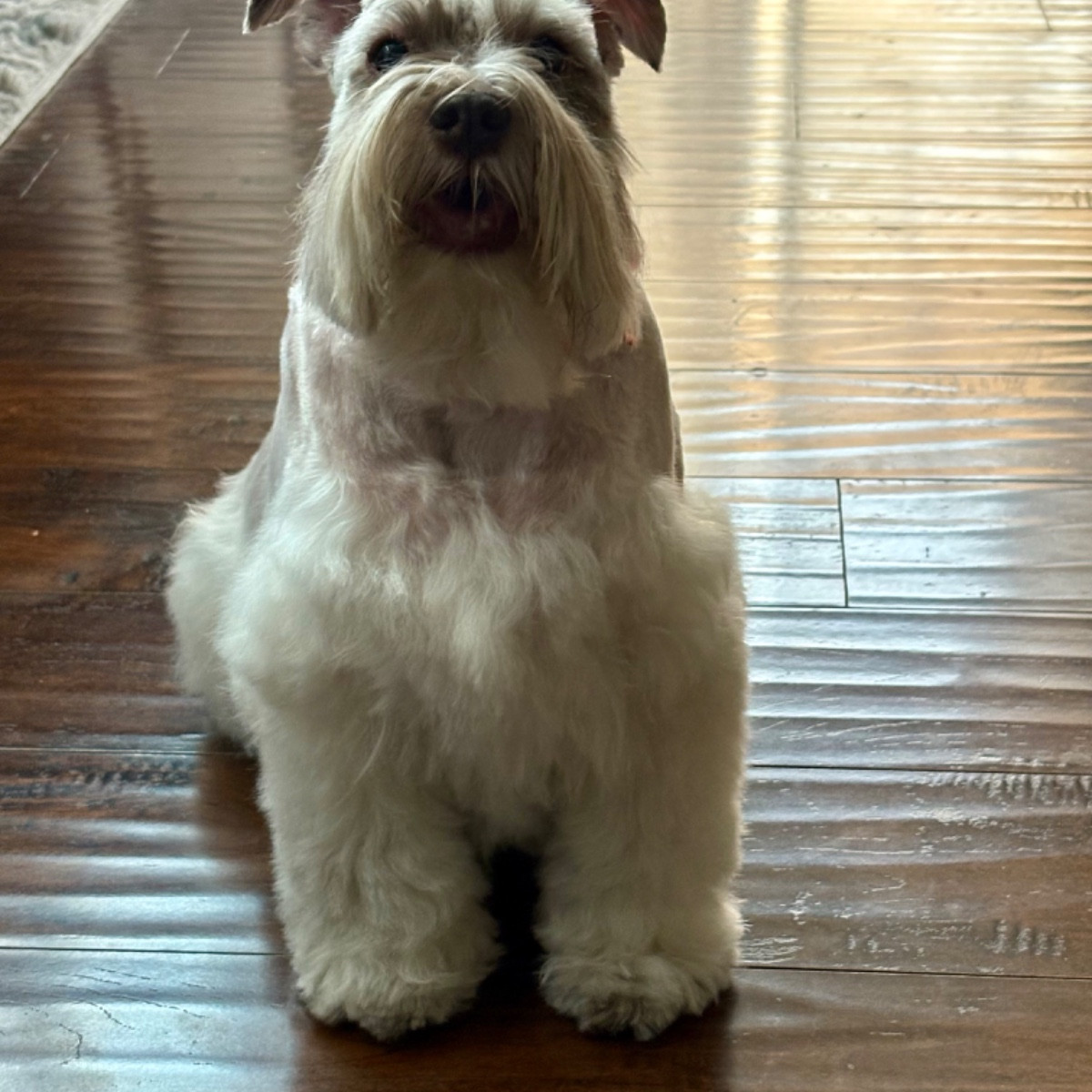 Toby