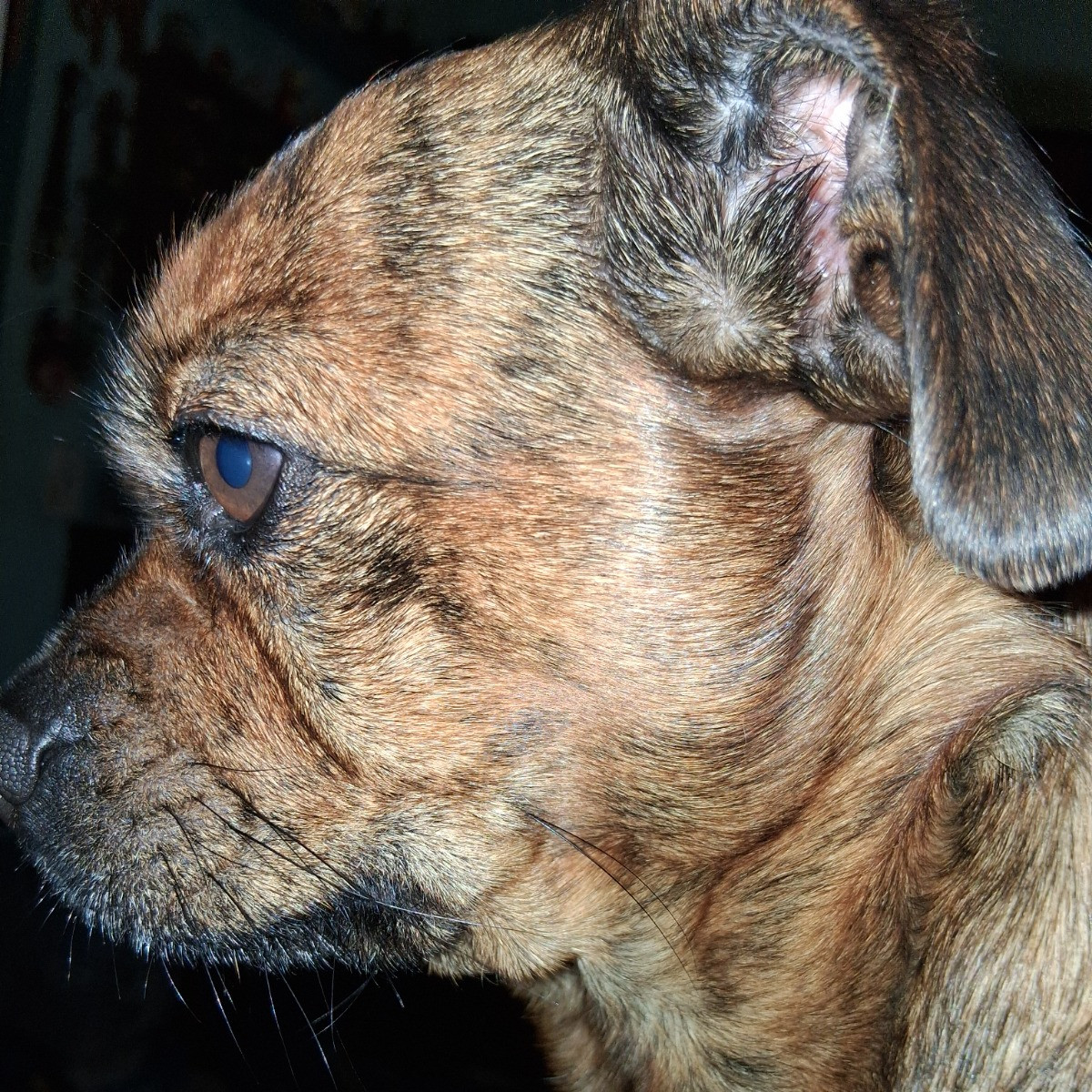 Peanut