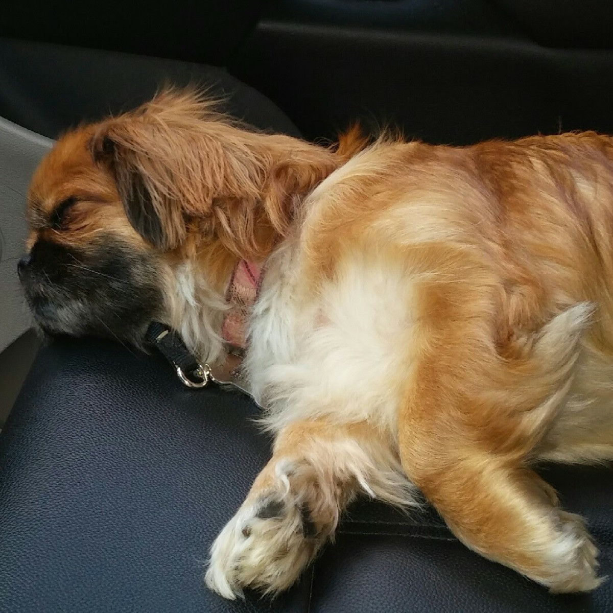 Cinnamon