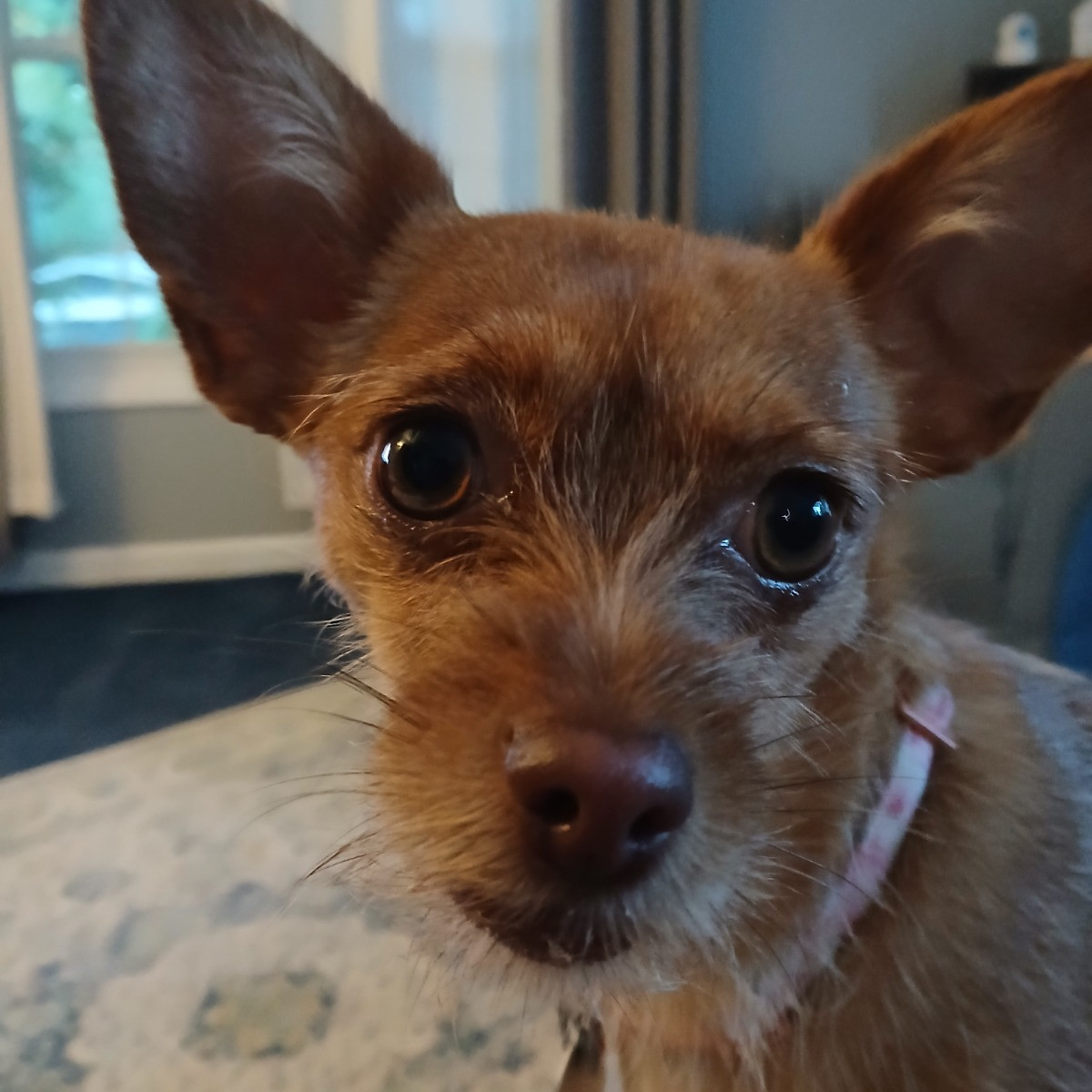 Pippy Lynn