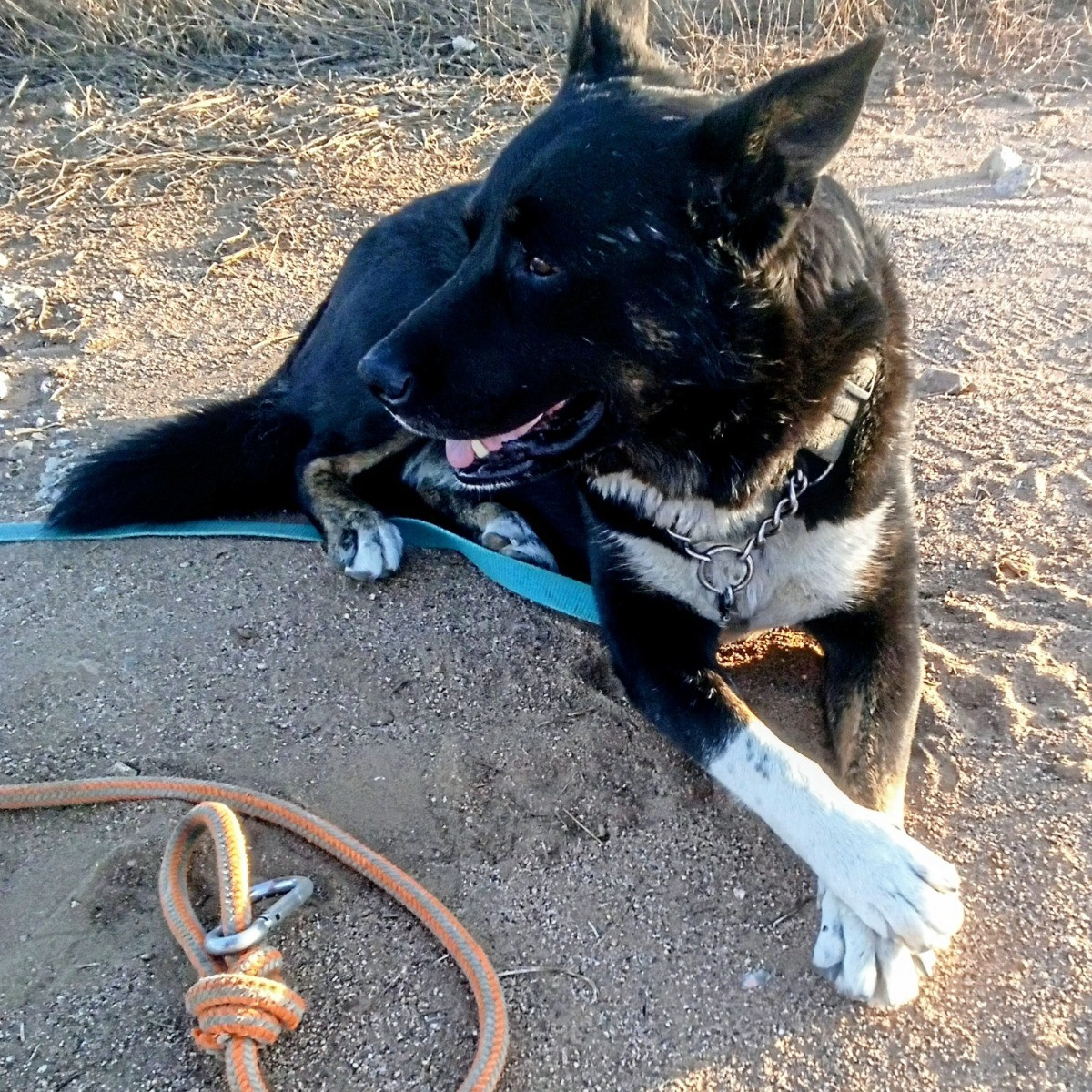 GoodBoyDoggie
