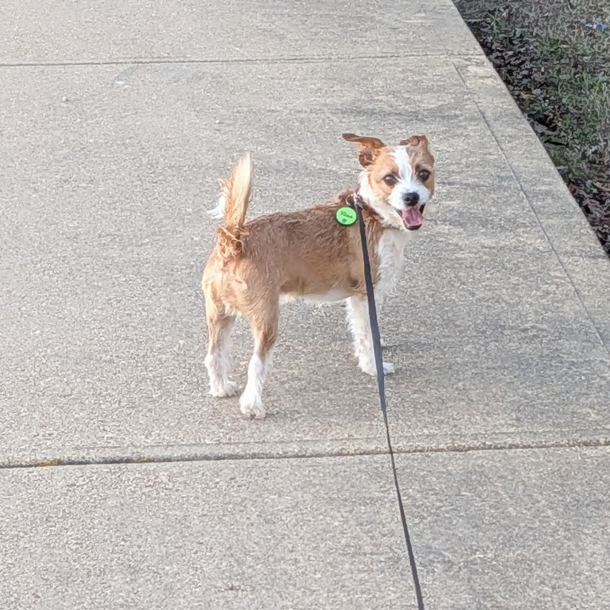 Roo formally Rupert