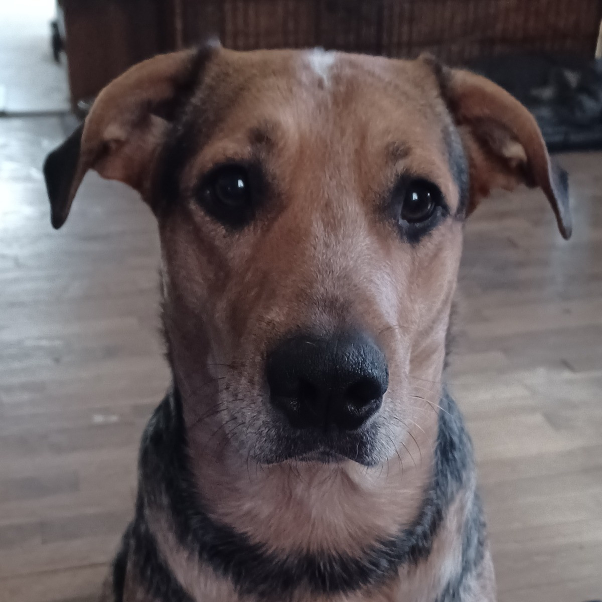 Pepper